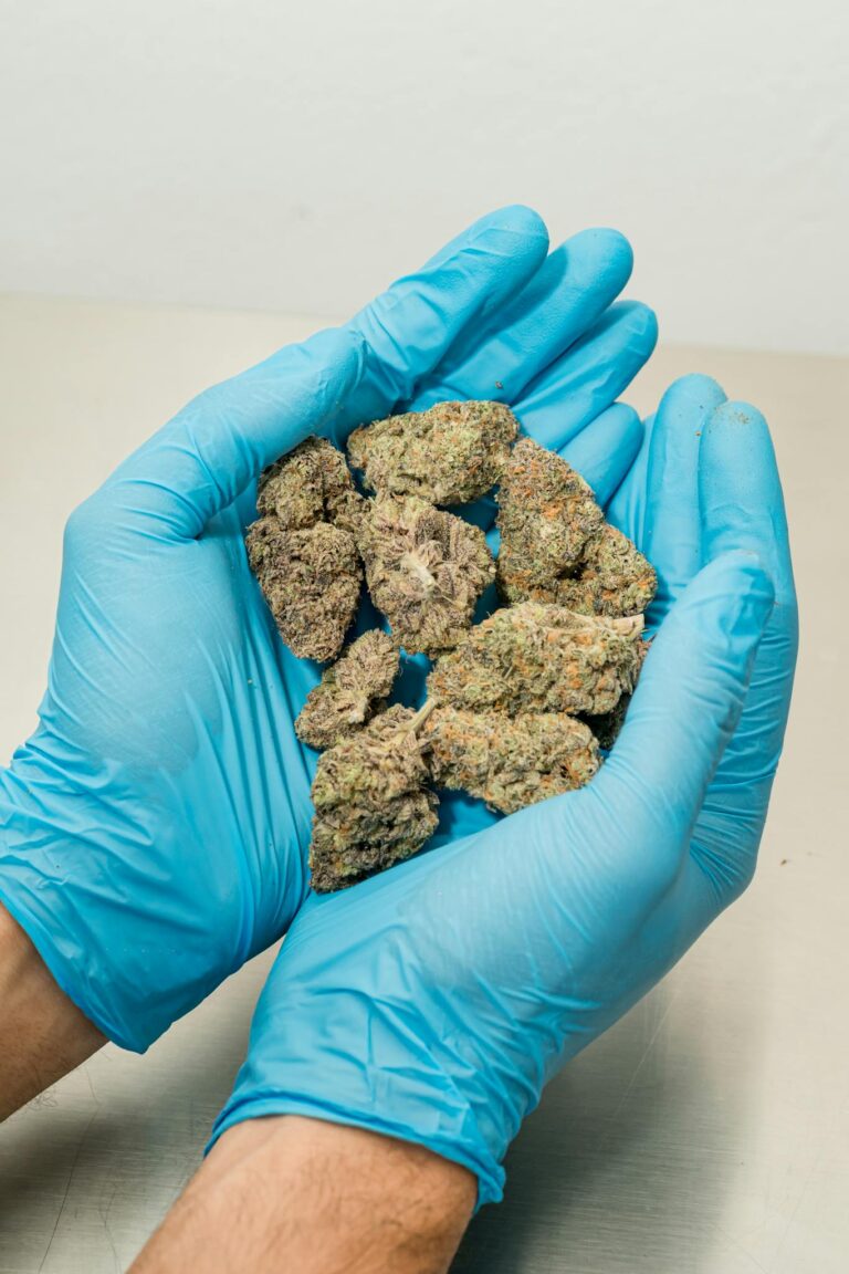 A person holding cannabis buds with blue gloves, showcasing texture and color.